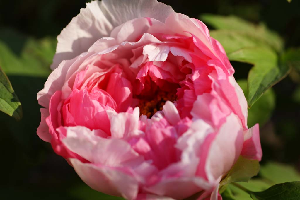 photo, la matire, libre, amnage, dcrivez, photo de la rserve,Une pivoine, pivoine, bouton, pivoine hivernale, Mdecine chinoise