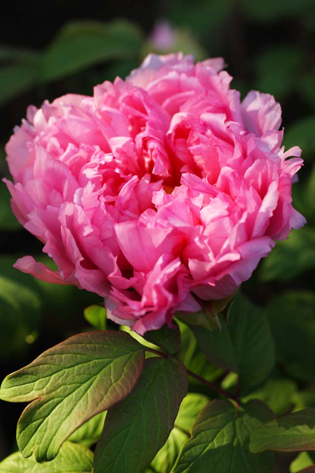 , , , , ,  .,peony, peony, ,  peony,  