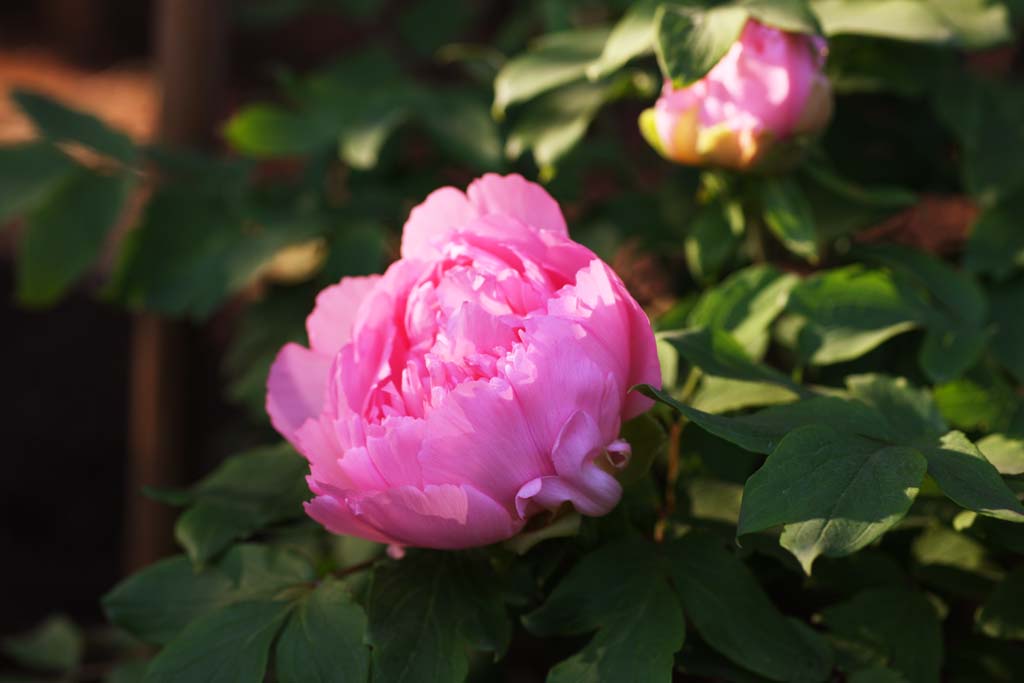 photo,material,free,landscape,picture,stock photo,Creative Commons,A peony, peony, button, winter peony, Chinese medicine