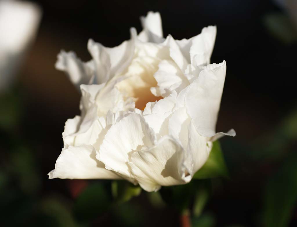 fotografia, materiale, libero il panorama, dipinga, fotografia di scorta,Una peonia, peonia, bottone, peonia di inverno, Medicina cinese