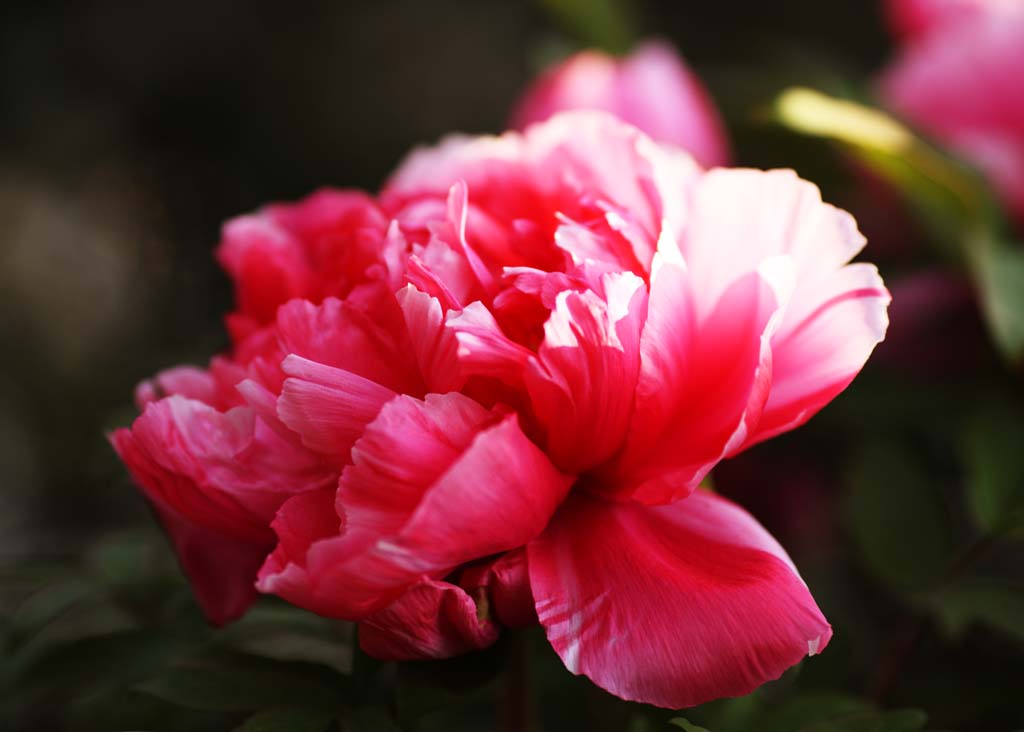 , , , , ,  .,peony, peony, ,  peony,  