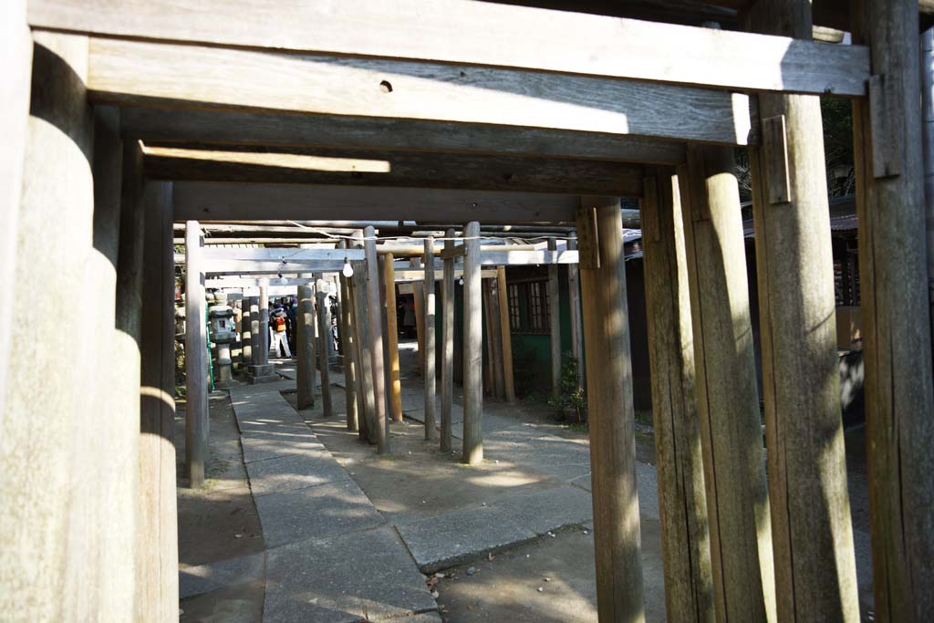 Foto, materieel, vrij, landschap, schilderstuk, bevoorraden foto,Zeniarai-benten Heiligdom torii, Torii, Adoratie, Vrouw van de opperhoofd zen-pastoor, Geld-vervaardiging