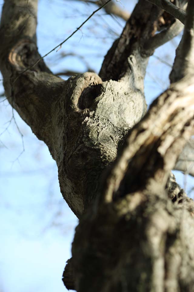 photo,material,free,landscape,picture,stock photo,Creative Commons,A tree, hollow, branch, The bark, Undulation