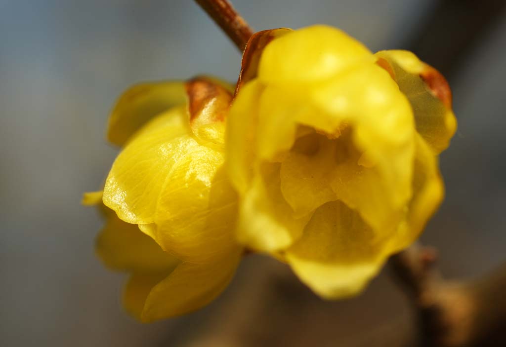 Foto, materiell, befreit, Landschaft, Bild, hat Foto auf Lager,Japanischer Piment, Verwirrung, Japanischer Piment, Gelb, In Frhling