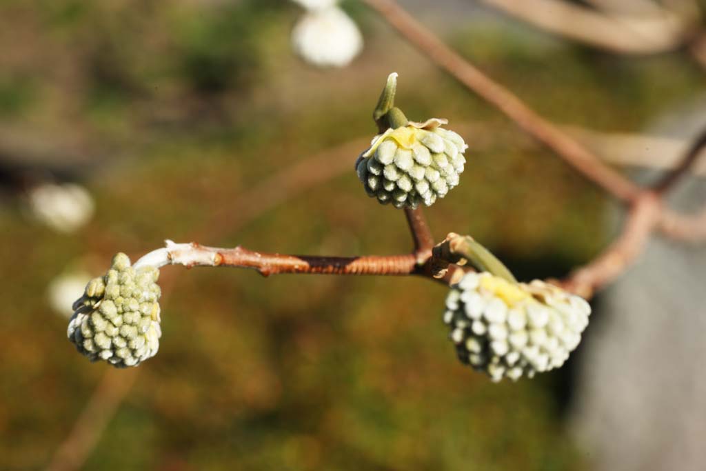 Foto, materiell, befreit, Landschaft, Bild, hat Foto auf Lager,Ein Papierbusch, Knospe, Japanisch tapeziert, , In Frhling