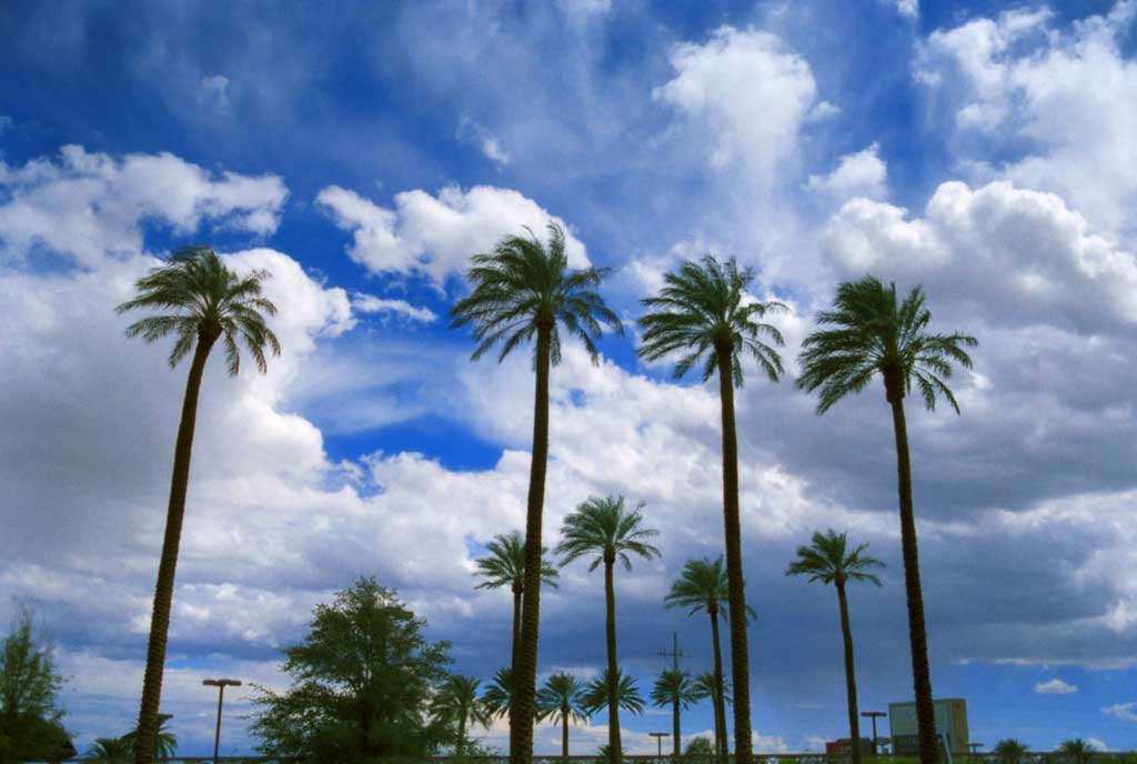 foto,tela,gratis,paisaje,fotografa,idea,Viento del oasis, Cielo azul, Palma, Nube, 