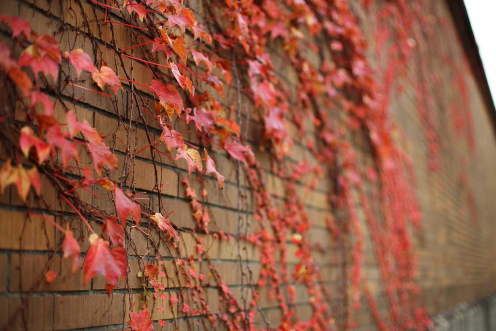 fotografia, materiale, libero il panorama, dipinga, fotografia di scorta,Un muro dell'edera, Ivy, Foglie colorate, mattone, 