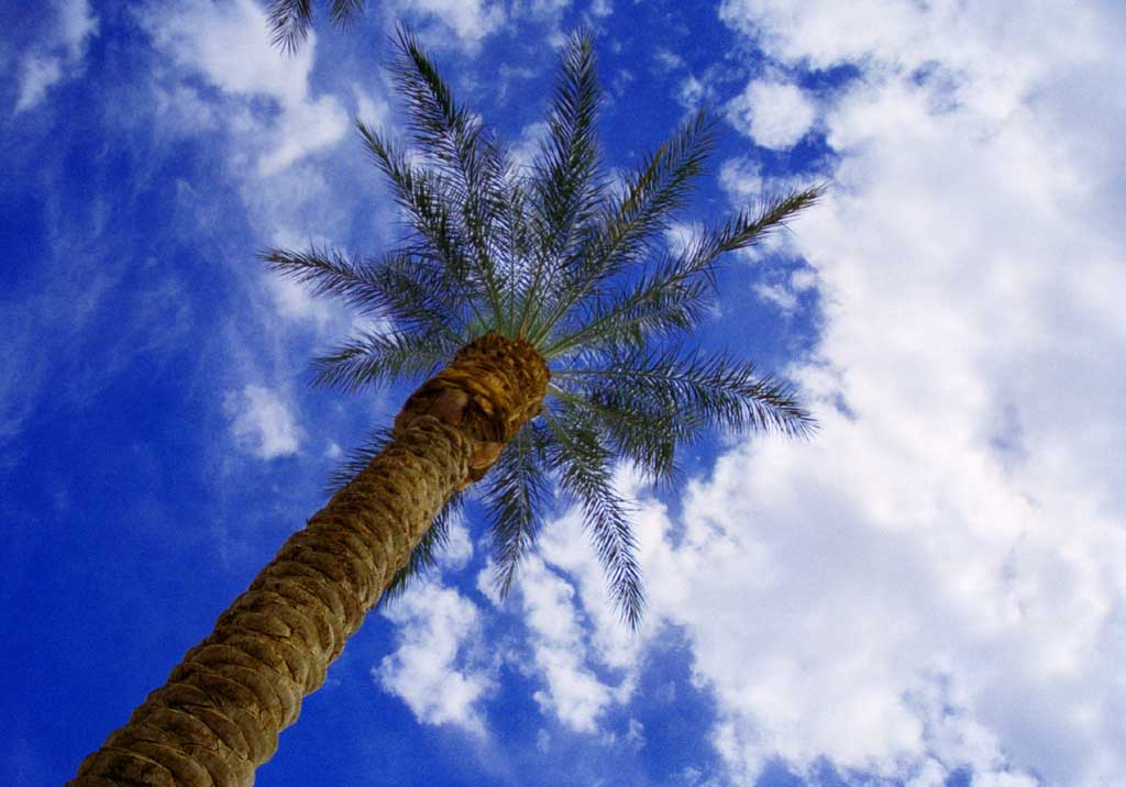 Foto, materieel, vrij, landschap, schilderstuk, bevoorraden foto,Blauw in Las Vegas, Blauwe lucht, Palm, , 