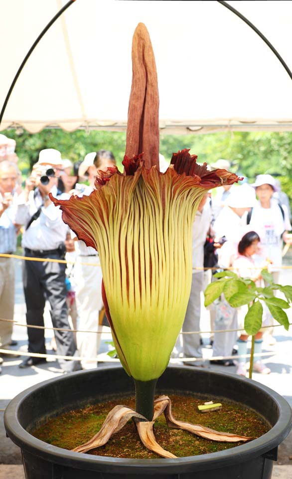 photo, la matire, libre, amnage, dcrivez, photo de la rserve,La plus grande fleur de Monde titanum Amorphophallus, Odeur putride, fleur norme, Konnyaku, 