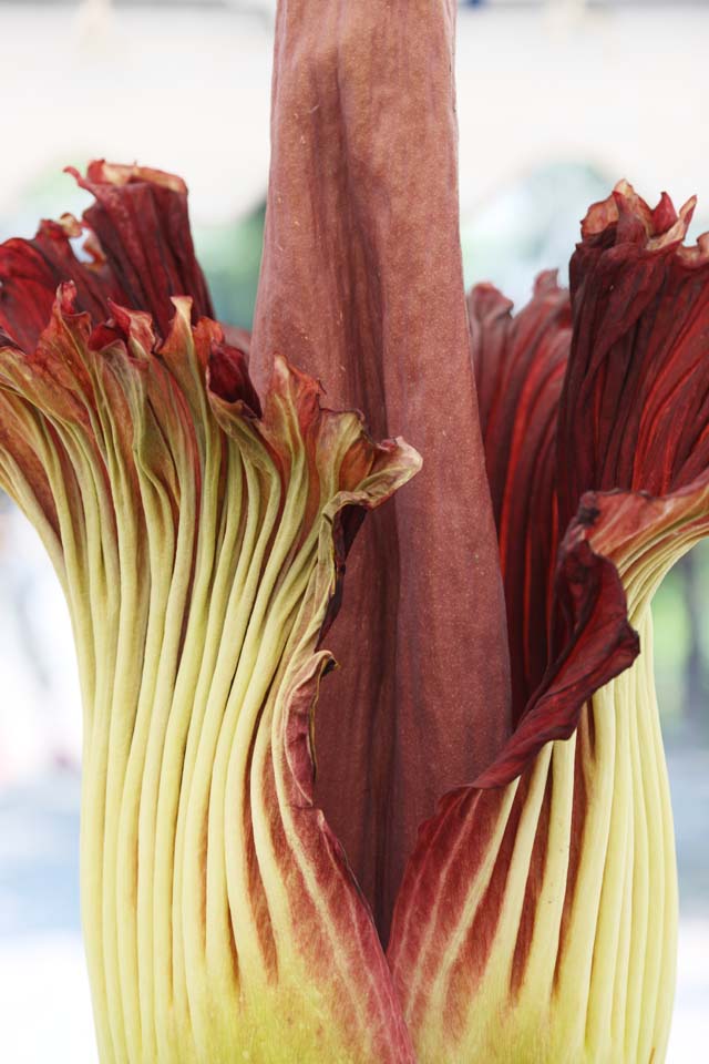 fotografia, material, livra, ajardine, imagine, proveja fotografia,A maior flor de mundo titanum de Amorphophallus, Cheiro ptrido, flor enorme, Konnyaku, 