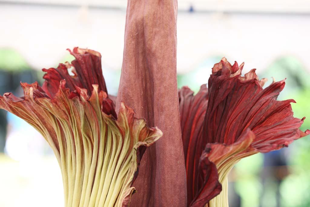 fotografia, material, livra, ajardine, imagine, proveja fotografia,A maior flor de mundo titanum de Amorphophallus, Cheiro ptrido, flor enorme, Konnyaku, 