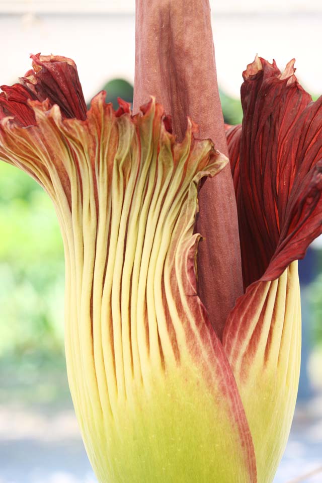 photo, la matire, libre, amnage, dcrivez, photo de la rserve,La plus grande fleur de Monde titanum Amorphophallus, Odeur putride, fleur norme, Konnyaku, 