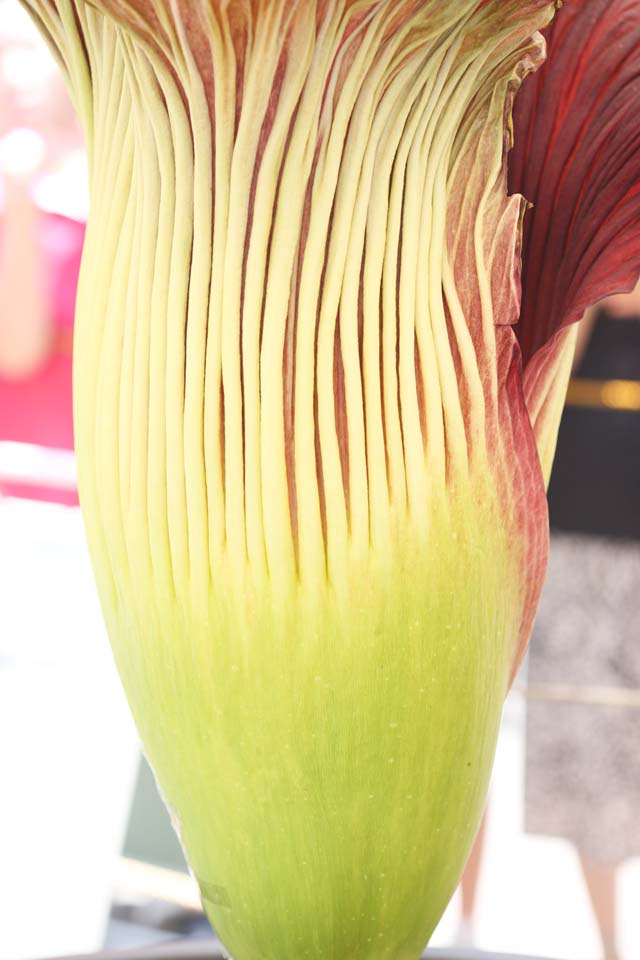 fotografia, materiale, libero il panorama, dipinga, fotografia di scorta,Il pi grande Amorphophallus titanum floreale di Mondo, Odorato putrido, fiore enorme, Konnyaku, 