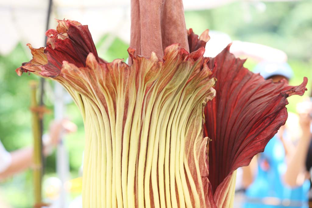 foto,tela,gratis,paisaje,fotografa,idea,El titanum de Amorphophallus de flor ms grande de mundo, Olor pestilente, Flor inmensa, Konnyaku, 