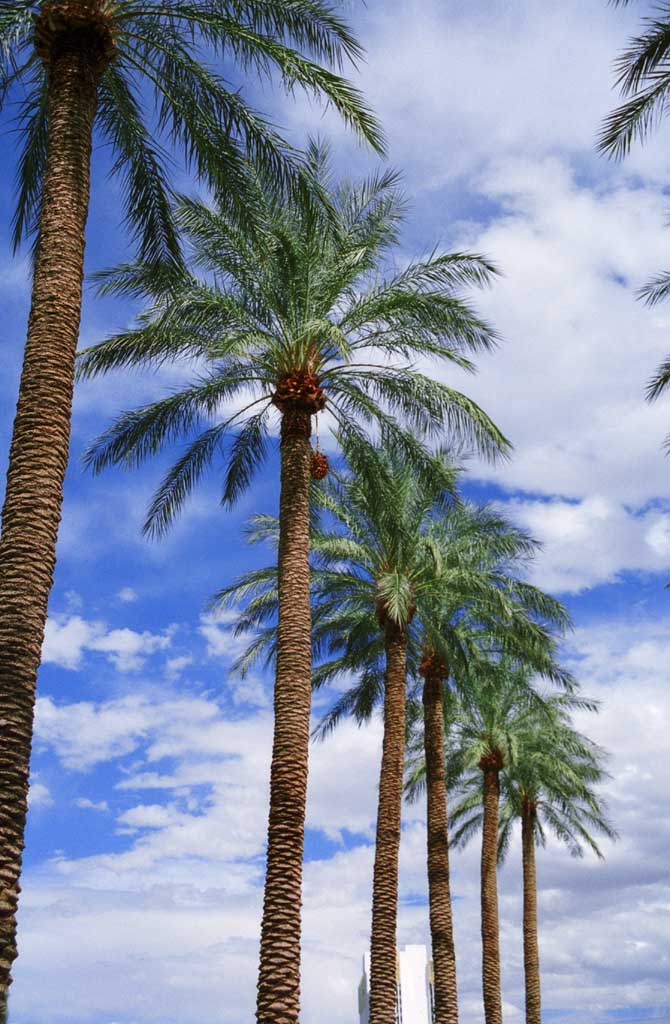 Foto, materiell, befreit, Landschaft, Bild, hat Foto auf Lager,Handflchenboulevardbume, blauer Himmel, Handflche, , 