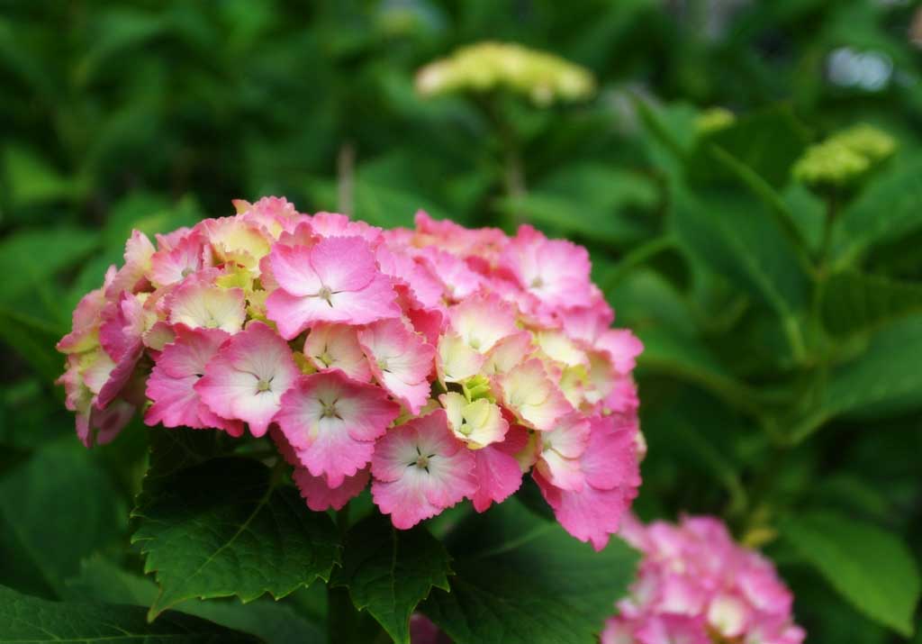 Foto, materiell, befreit, Landschaft, Bild, hat Foto auf Lager,Befangen Hortensie, Hortensie, , , 