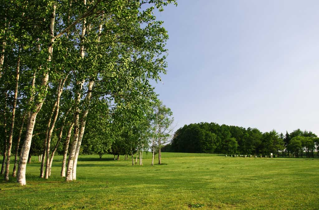 Foto, materiell, befreit, Landschaft, Bild, hat Foto auf Lager,Torfartiges Quadrat 2, Hitsujigaoka, Baum, Birke, blauer Himmel