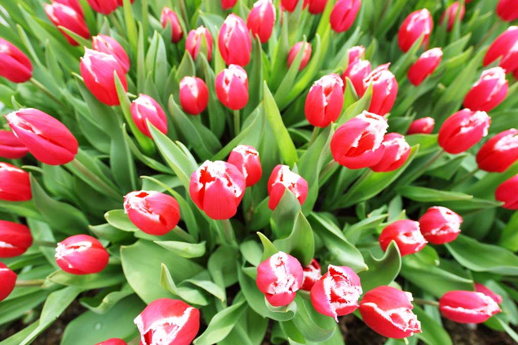 foto,tela,gratis,paisaje,fotografa,idea,Un tulipn rojo - y - blanco, Tulipn, Ptalo, Soy bonito, Soy hermoso