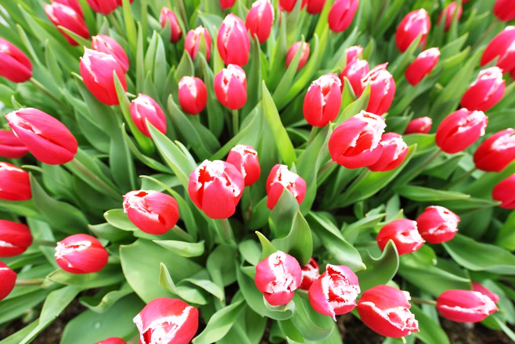 fotografia, materiale, libero il panorama, dipinga, fotografia di scorta,Un tulipano rosso-e-bianco, tulipano, petalo, Io sono bello, 