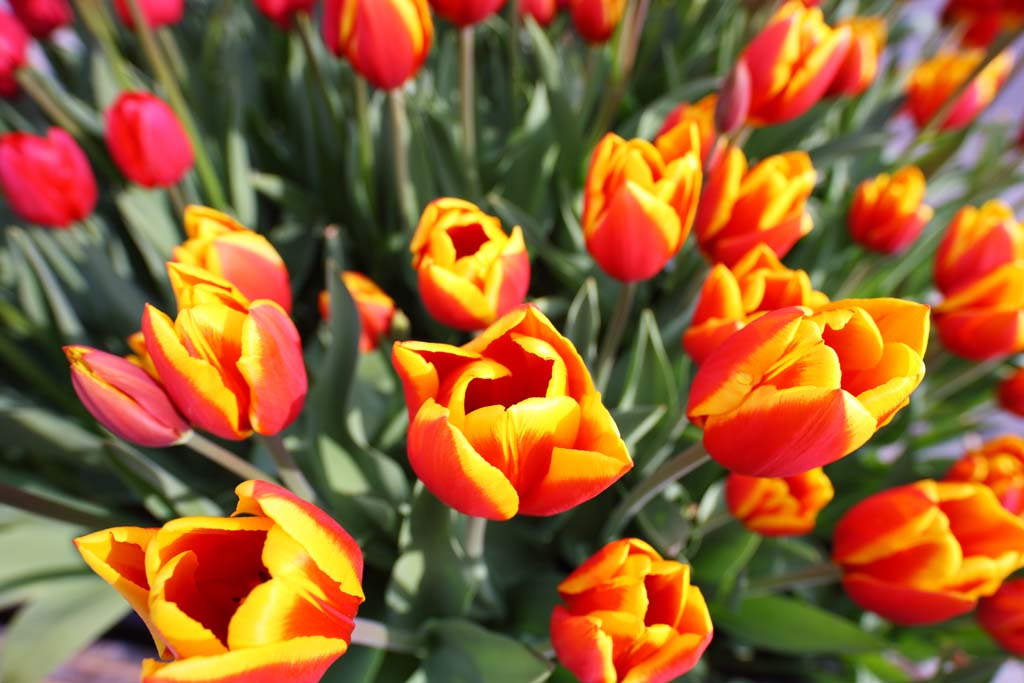 Foto, materieel, vrij, landschap, schilderstuk, bevoorraden foto,Een tulp, Tulp, Kroonblad, Ik ben knap, Ik ben prachtig