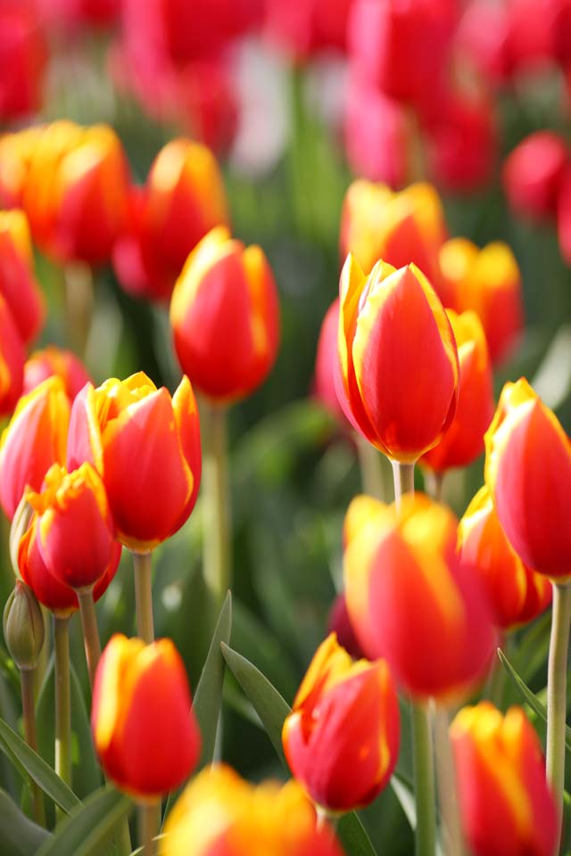 Foto, materieel, vrij, landschap, schilderstuk, bevoorraden foto,Een tulp, Tulp, Kroonblad, Ik ben knap, Ik ben prachtig