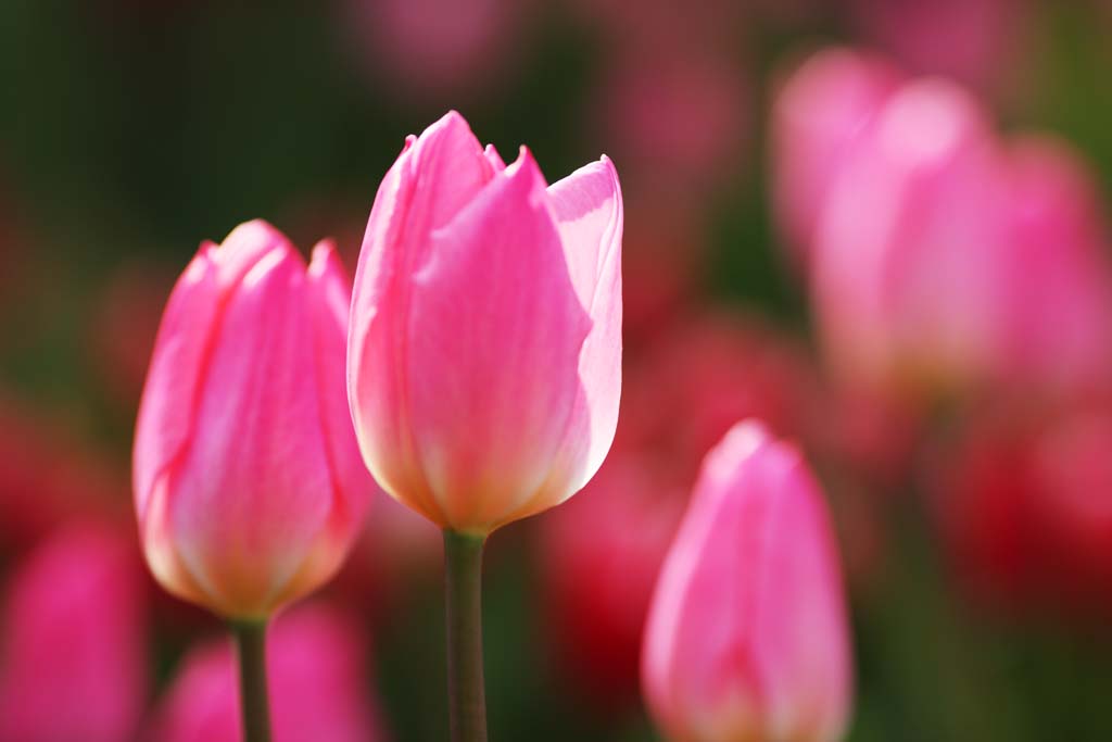 foto,tela,gratis,paisaje,fotografa,idea,Un tulipn, Tulipn, Ptalo, Soy bonito, Soy hermoso