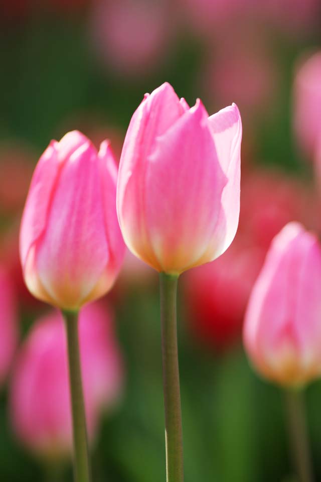 fotografia, materiale, libero il panorama, dipinga, fotografia di scorta,Un tulipano, tulipano, petalo, Io sono bello, 