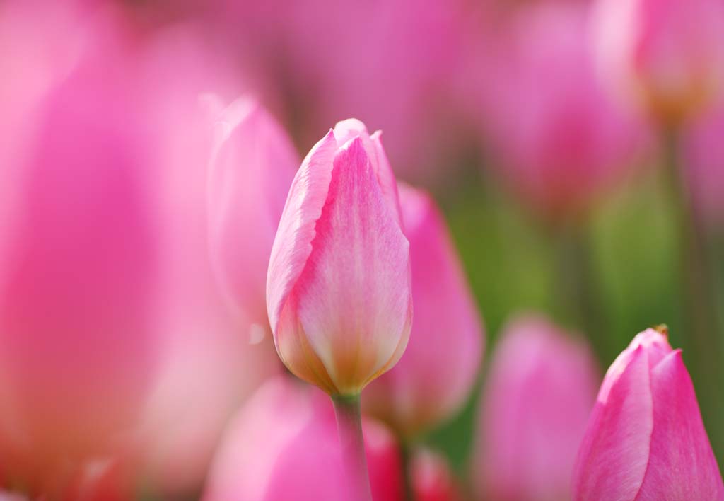 Foto, materieel, vrij, landschap, schilderstuk, bevoorraden foto,Een tulp, Tulp, Kroonblad, Ik ben knap, Ik ben prachtig