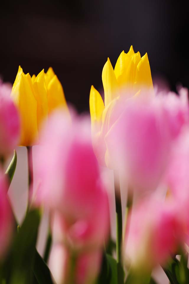 fotografia, materiale, libero il panorama, dipinga, fotografia di scorta,Un tulipano, tulipano, petalo, Io sono bello, 