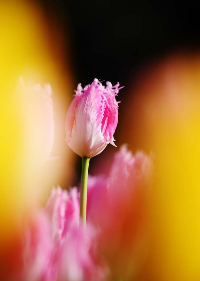 Foto, materiell, befreit, Landschaft, Bild, hat Foto auf Lager,Eine Tulpe, Tulpe, Bltenblatt, Ich bin schn, 