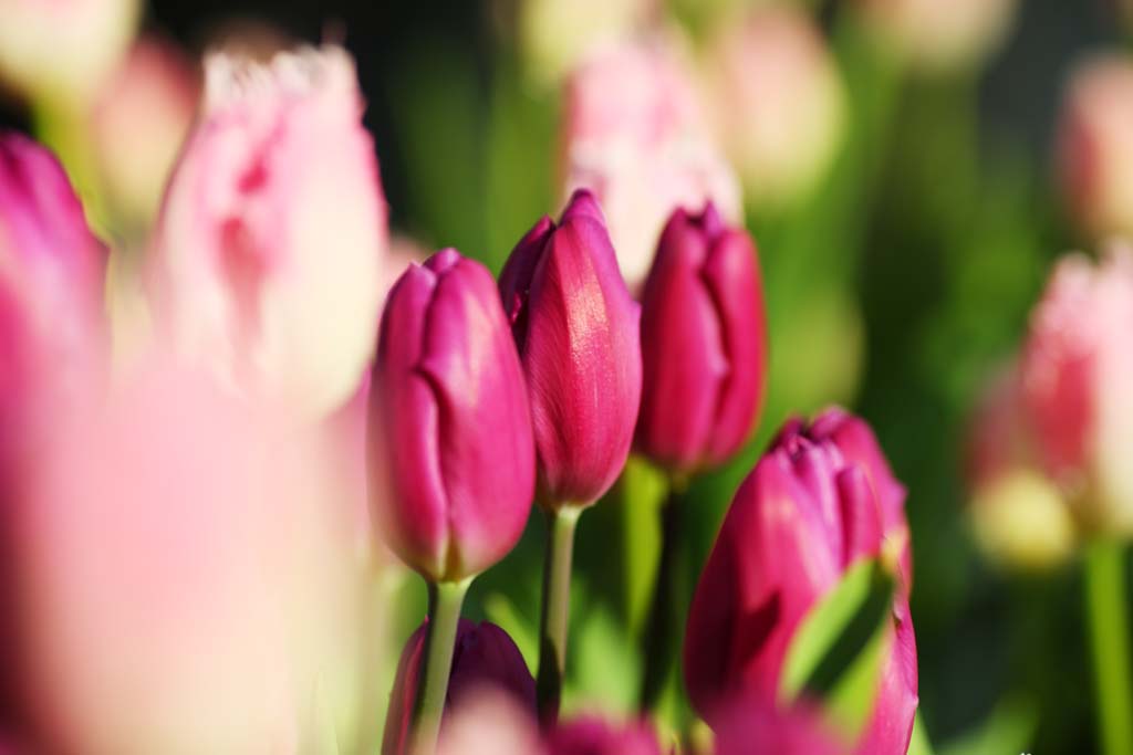 fotografia, materiale, libero il panorama, dipinga, fotografia di scorta,Un tulipano, tulipano, petalo, Io sono bello, 