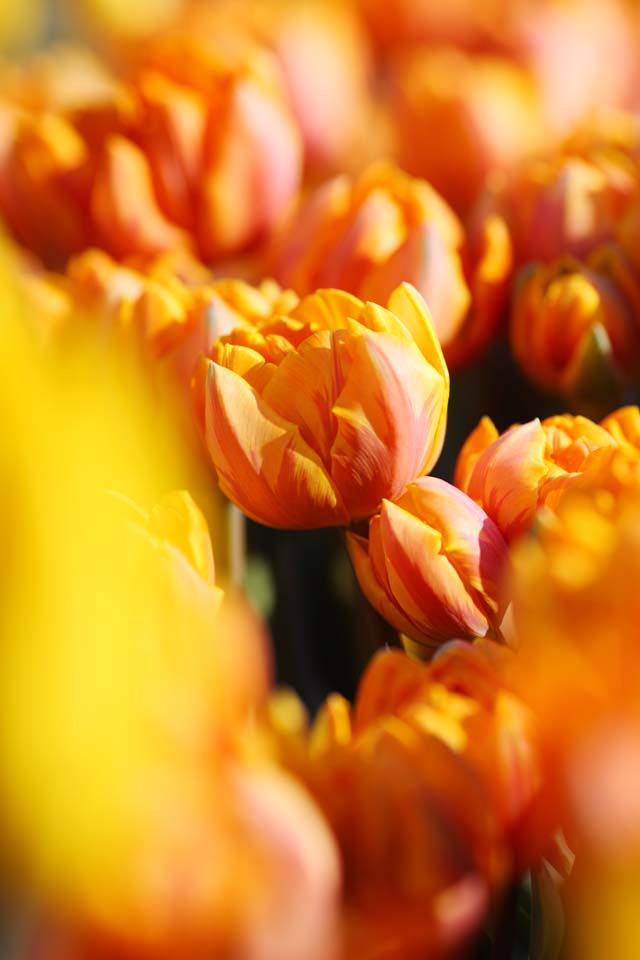 Foto, materieel, vrij, landschap, schilderstuk, bevoorraden foto,Een tulp, Tulp, Kroonblad, Ik ben knap, Ik ben prachtig