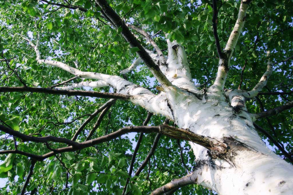 Foto, materieel, vrij, landschap, schilderstuk, bevoorraden foto,Blaffen van een berkeboom boom, Hitsujigaoka, Boom, Berken, 