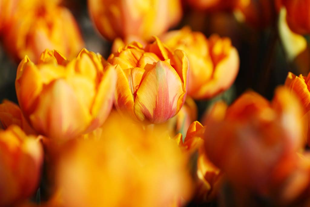 Foto, materieel, vrij, landschap, schilderstuk, bevoorraden foto,Een tulp, Tulp, Kroonblad, Ik ben knap, Ik ben prachtig