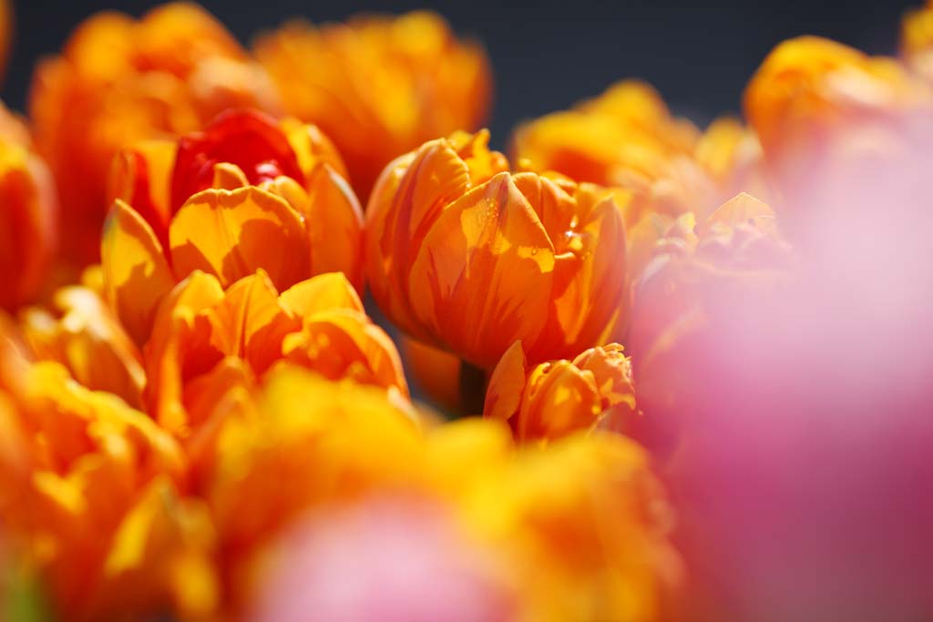 Foto, materieel, vrij, landschap, schilderstuk, bevoorraden foto,Een tulp, Tulp, Kroonblad, Ik ben knap, Ik ben prachtig