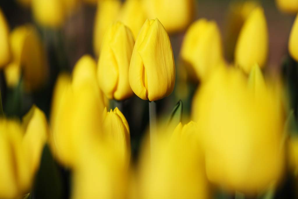 foto,tela,gratis,paisaje,fotografa,idea,Un tulipn, Tulipn, Ptalo, Soy bonito, Soy hermoso