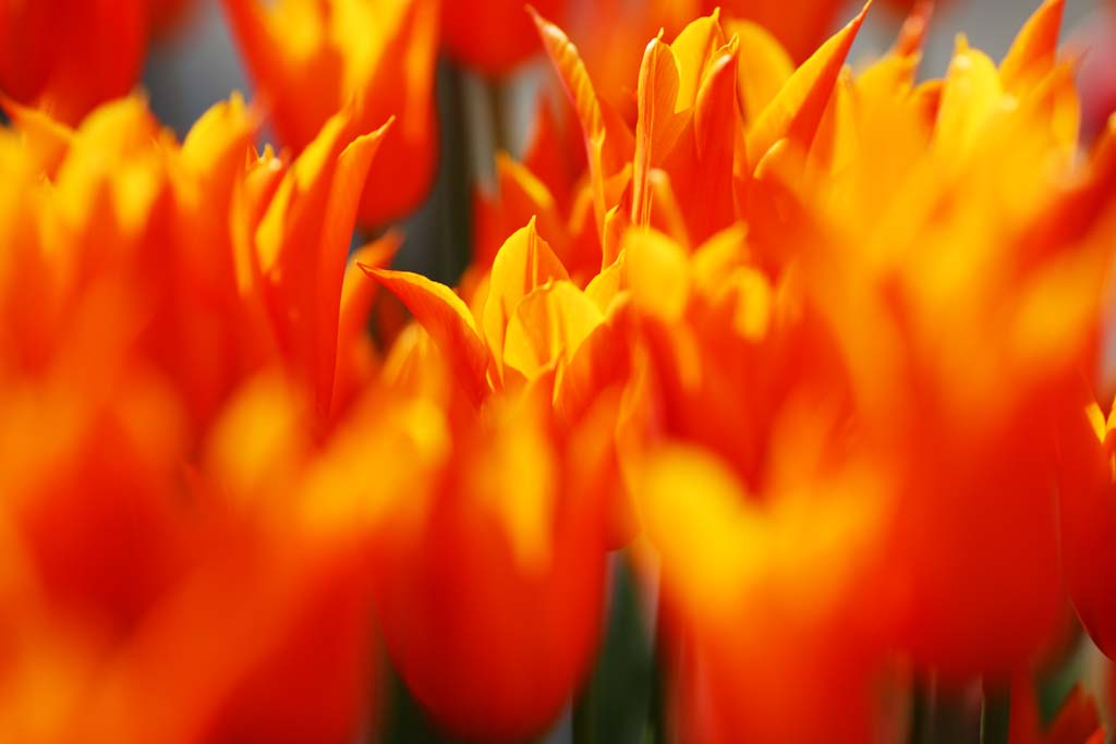 fotografia, material, livra, ajardine, imagine, proveja fotografia,Uma tulipa, tulipa, ptala, Eu estou bonito, 