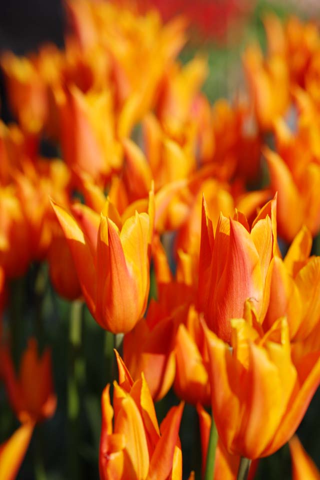 foto,tela,gratis,paisaje,fotografa,idea,Un tulipn, Tulipn, Ptalo, Soy bonito, Soy hermoso