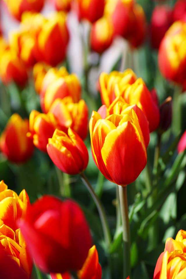 Foto, materieel, vrij, landschap, schilderstuk, bevoorraden foto,Een tulp, Tulp, Kroonblad, Ik ben knap, Ik ben prachtig