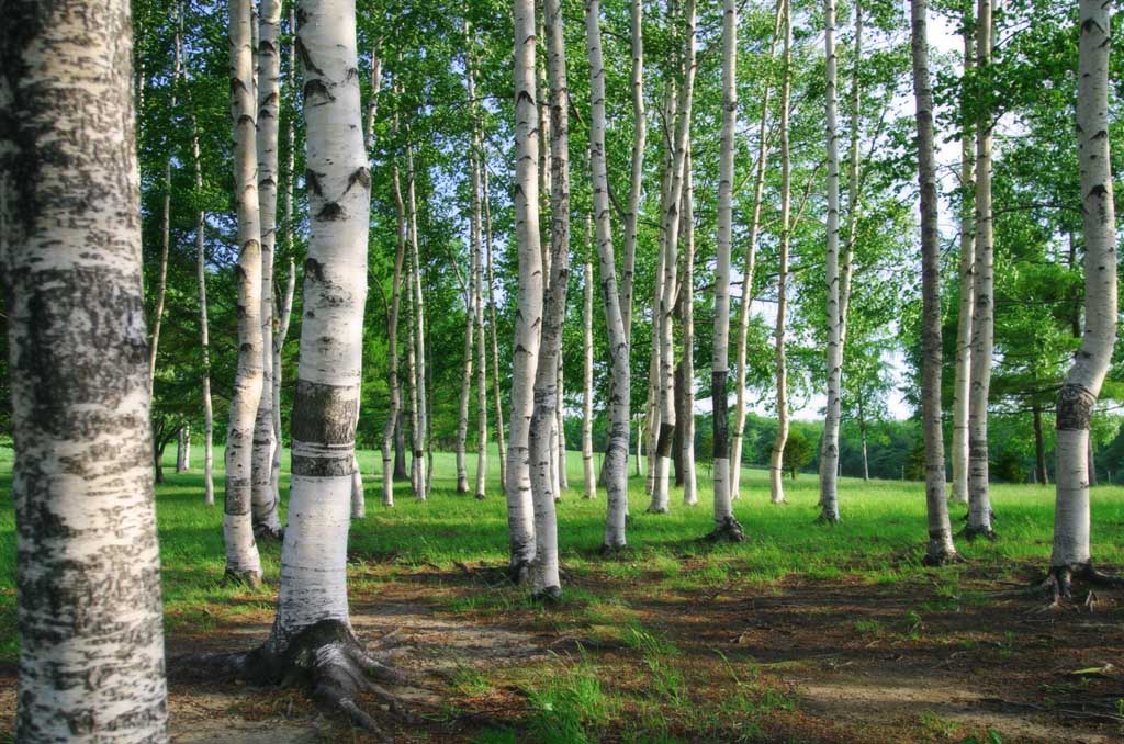 Foto, materieel, vrij, landschap, schilderstuk, bevoorraden foto,Berkeboom bos, Hitsujigaoka, Boom, Berken, 