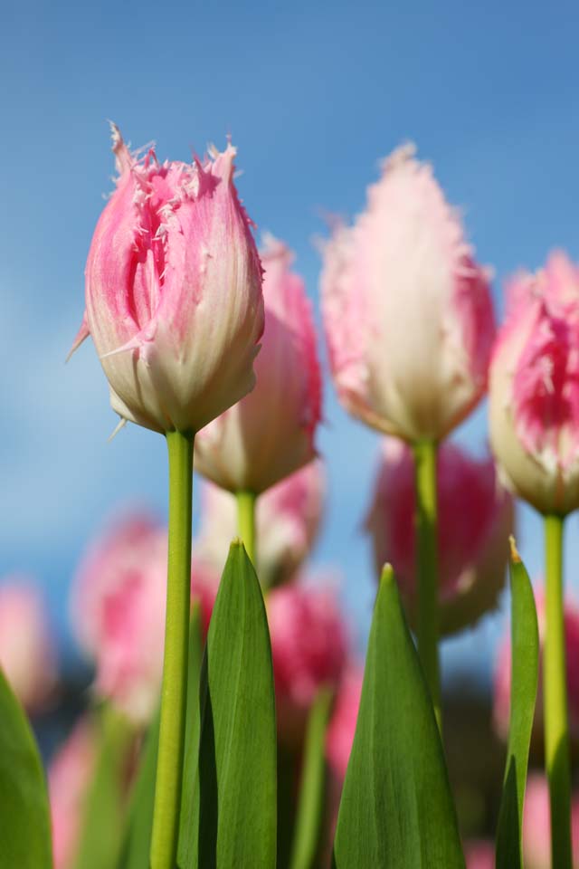 fotografia, material, livra, ajardine, imagine, proveja fotografia,Uma tulipa, tulipa, ptala, Eu estou bonito, 