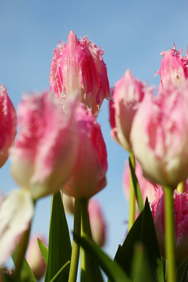 fotografia, materiale, libero il panorama, dipinga, fotografia di scorta,Un tulipano, tulipano, petalo, Io sono bello, 