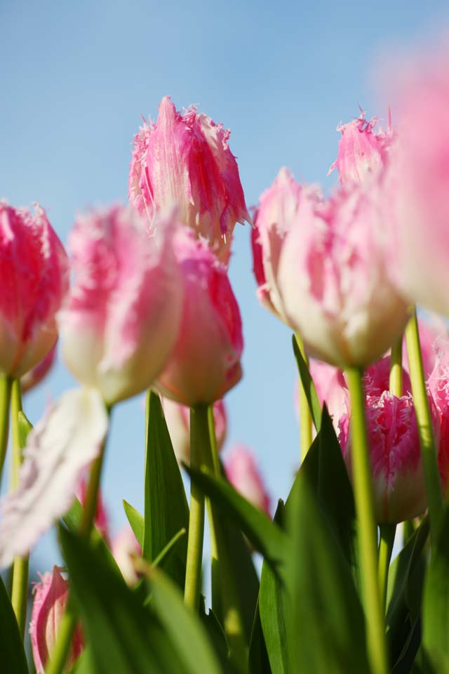 Foto, materieel, vrij, landschap, schilderstuk, bevoorraden foto,Een tulp, Tulp, Kroonblad, Ik ben knap, Ik ben prachtig