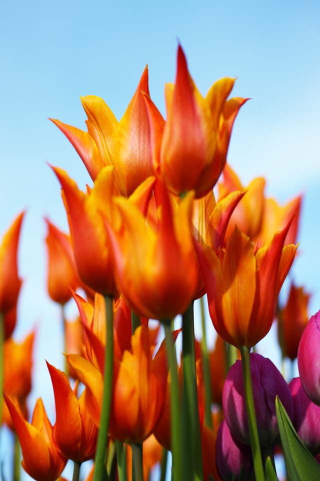 fotografia, materiale, libero il panorama, dipinga, fotografia di scorta,Un tulipano, tulipano, petalo, Io sono bello, 