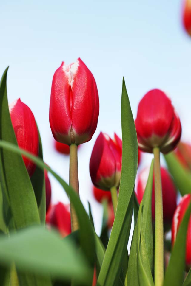 Foto, materiell, befreit, Landschaft, Bild, hat Foto auf Lager,Eine Tulpe, Tulpe, Bltenblatt, Ich bin schn, 