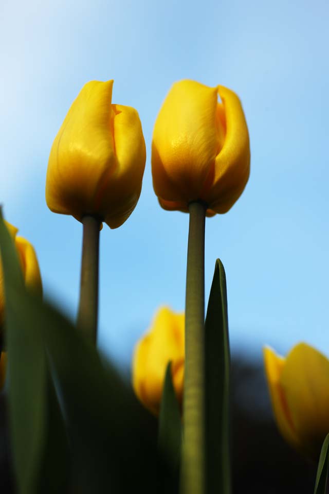 Foto, materiell, befreit, Landschaft, Bild, hat Foto auf Lager,Eine Tulpe, Tulpe, Bltenblatt, Ich bin schn, 