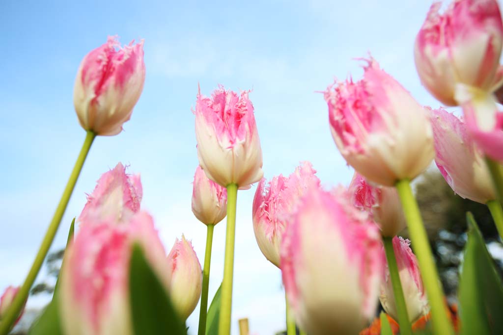 Foto, materiell, befreit, Landschaft, Bild, hat Foto auf Lager,Eine Tulpe, Tulpe, Bltenblatt, Ich bin schn, 