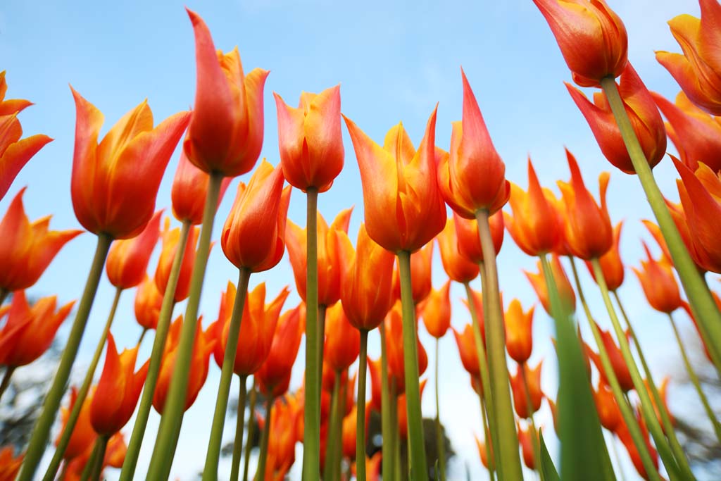 Foto, materieel, vrij, landschap, schilderstuk, bevoorraden foto,Een tulp, Tulp, Kroonblad, Ik ben knap, Ik ben prachtig