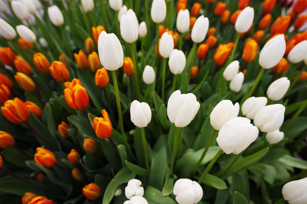 Foto, materieel, vrij, landschap, schilderstuk, bevoorraden foto,Een tulp, Tulp, Kroonblad, Ik ben knap, Ik ben prachtig