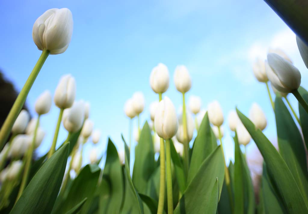 fotografia, materiale, libero il panorama, dipinga, fotografia di scorta,Un tulipano, tulipano, petalo, Io sono bello, 